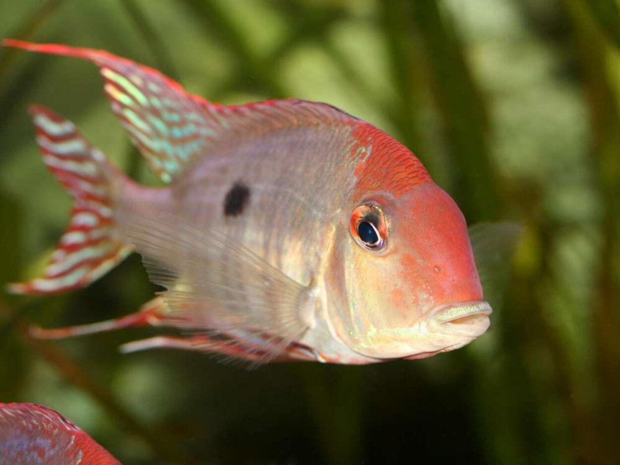 Geophagus sp " Tapajos Orange Head "