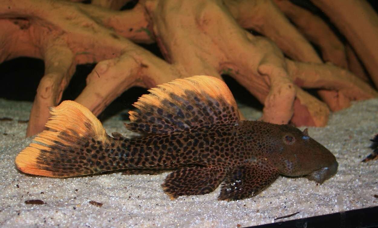 Pseudacanthicus cf. leopardus LDA07