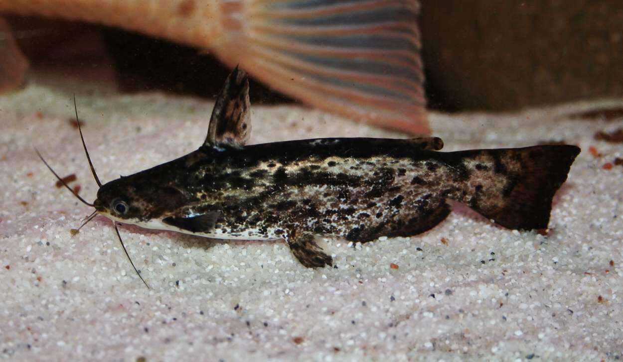 Trachelyopterus fisheri