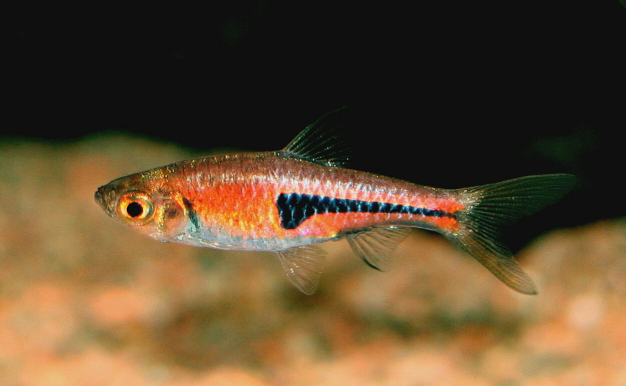 Trigonostigma espei , Drottningrasbora