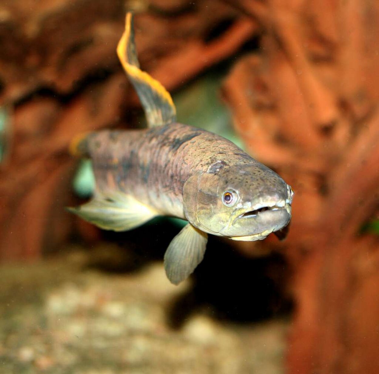 Erythrinus sp "peru" - Vargtetra