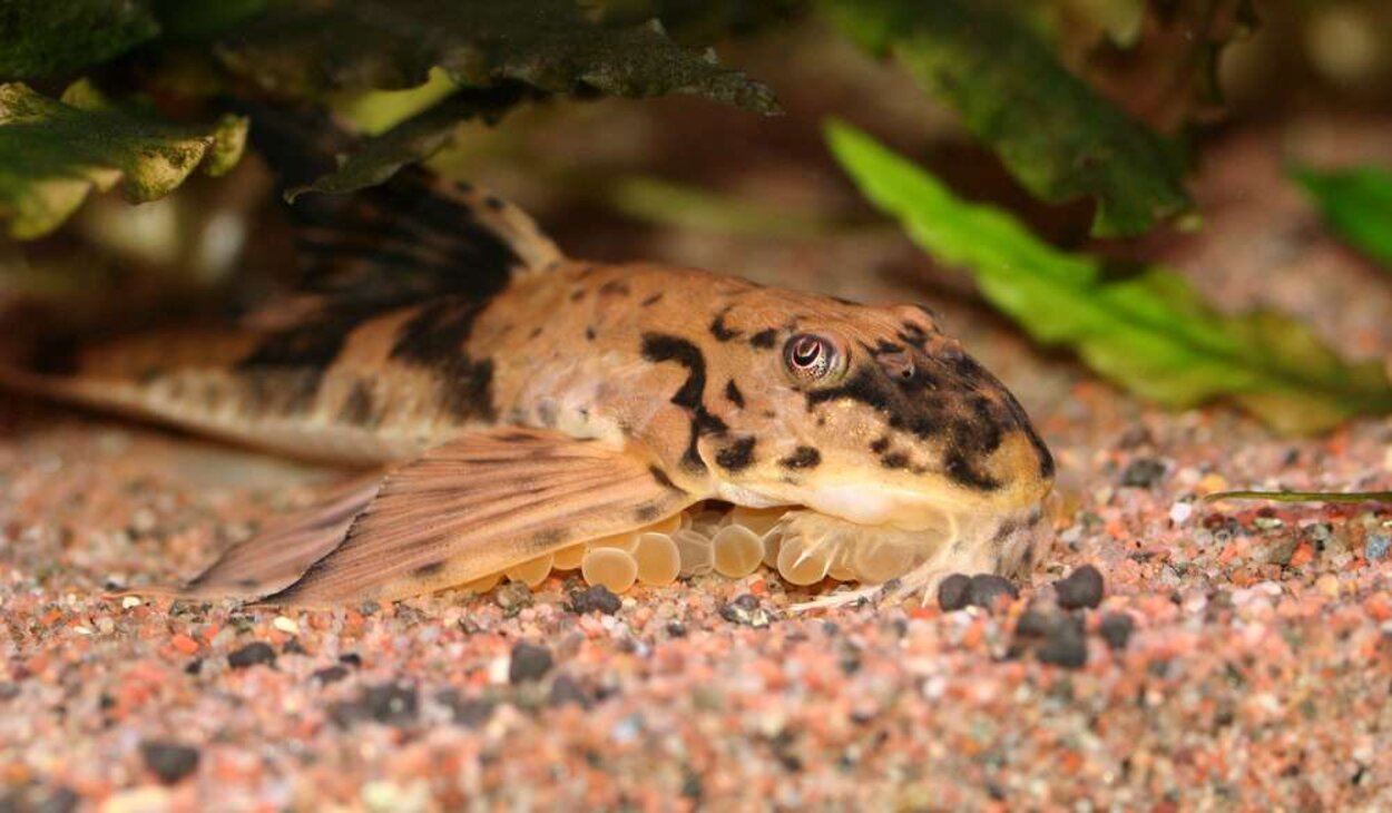 Loricaria simillima