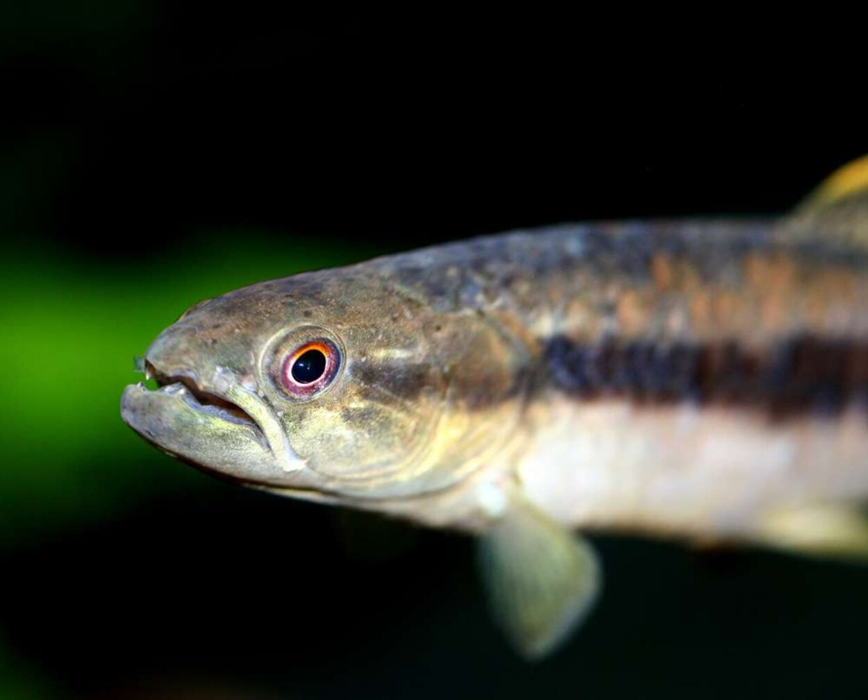 Erythrinus sp "peru" - Vargtetra