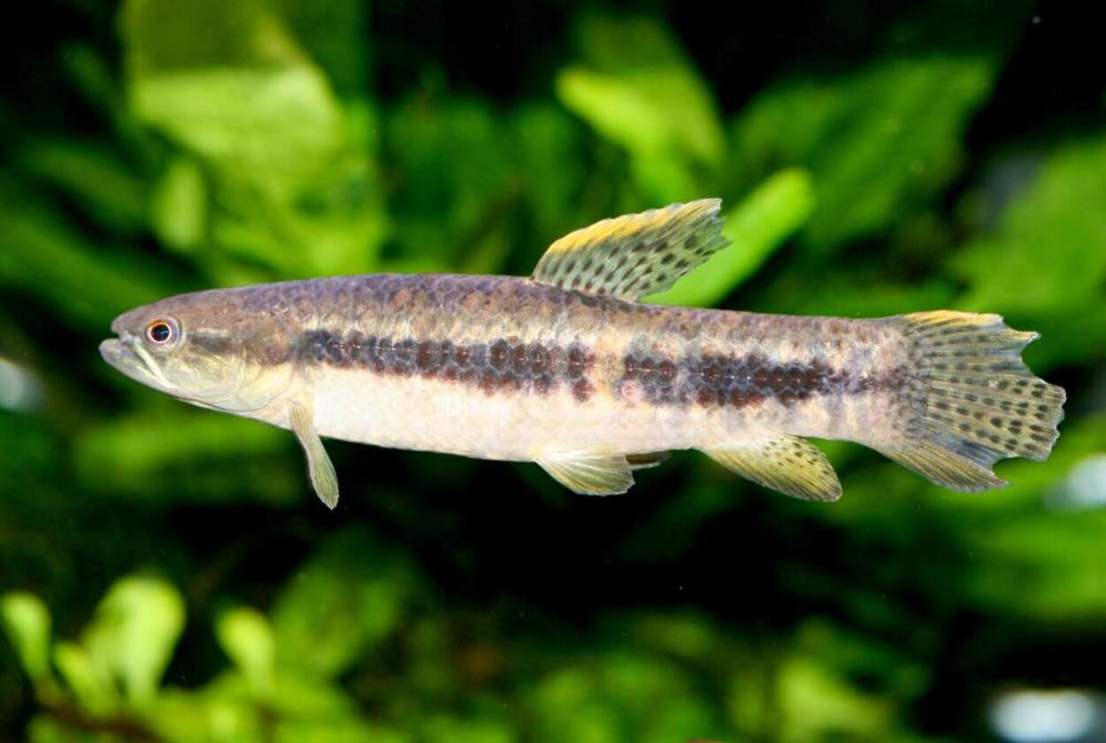 Erythrinus sp "peru" - Vargtetra