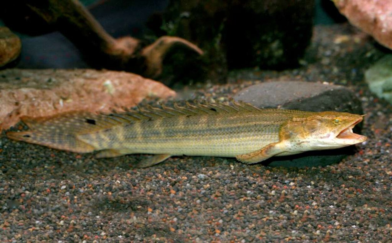 Polypterus lapradei