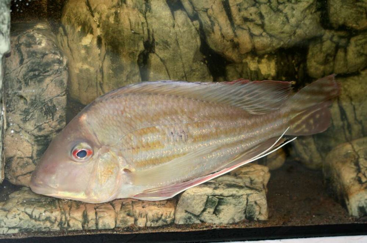 Geophagus