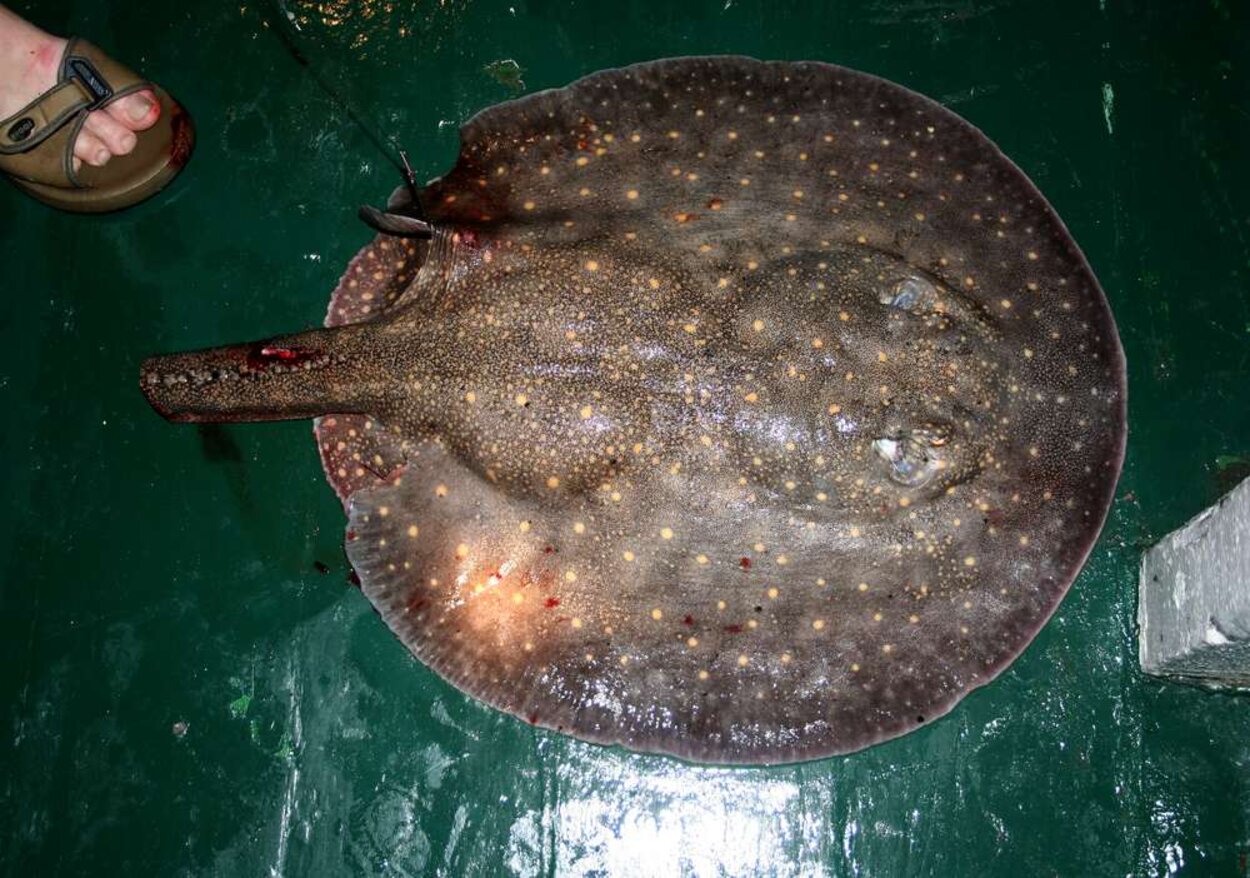 Potamotrygon castexi , hona