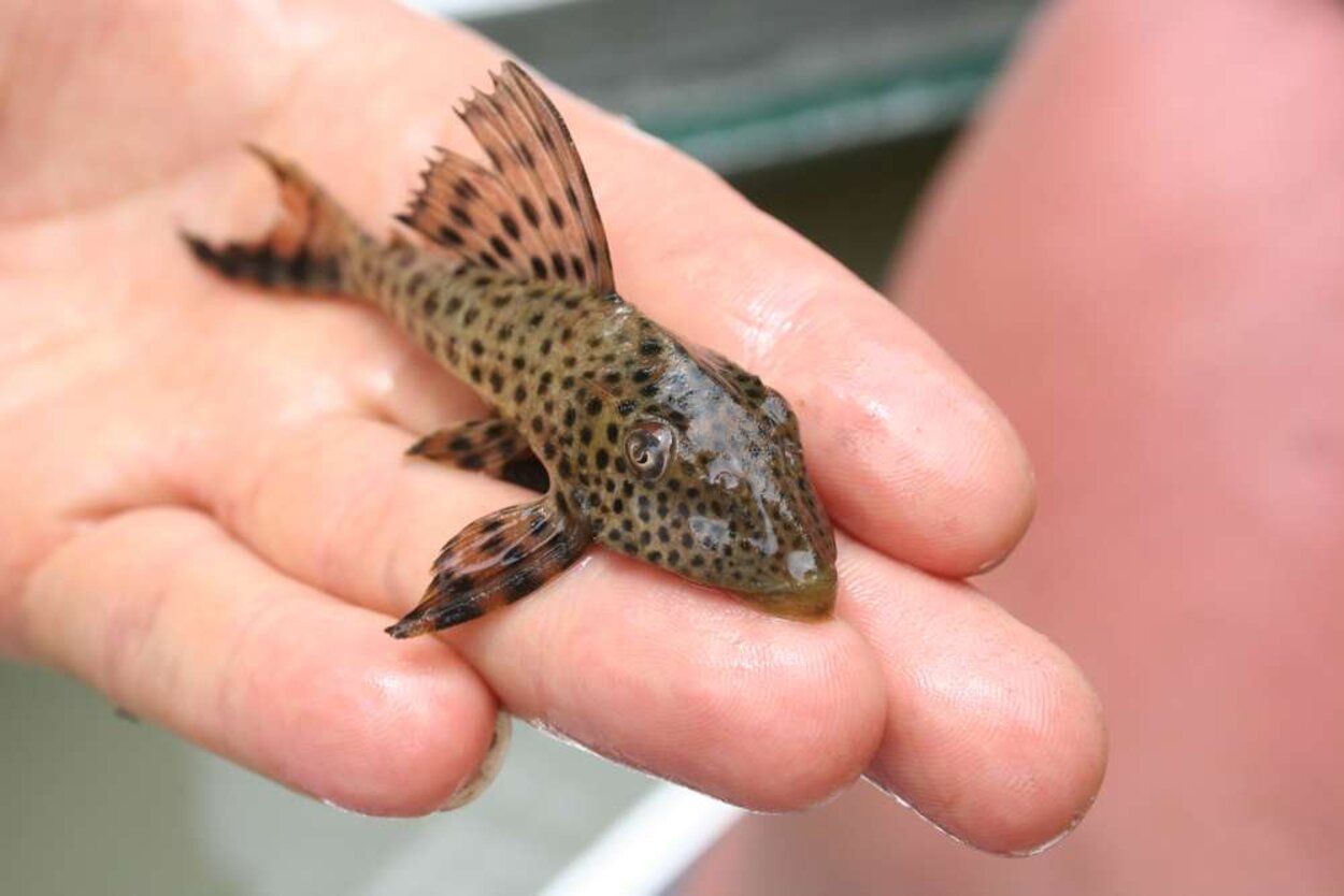 Hypostomus sp L166