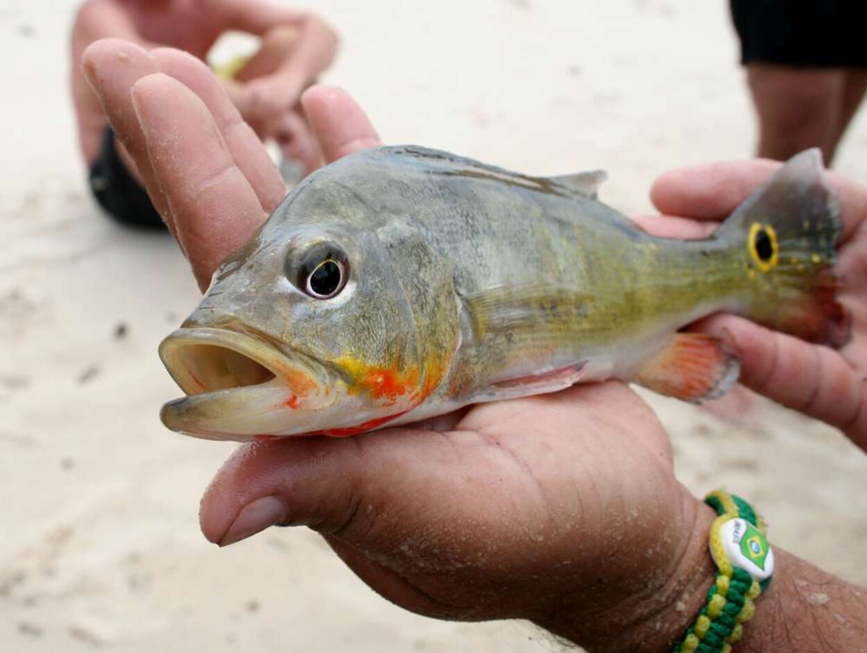 Cichla  ocellaris