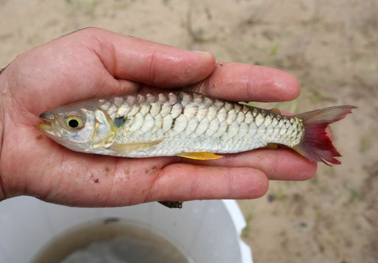 Chalceus erythrurus