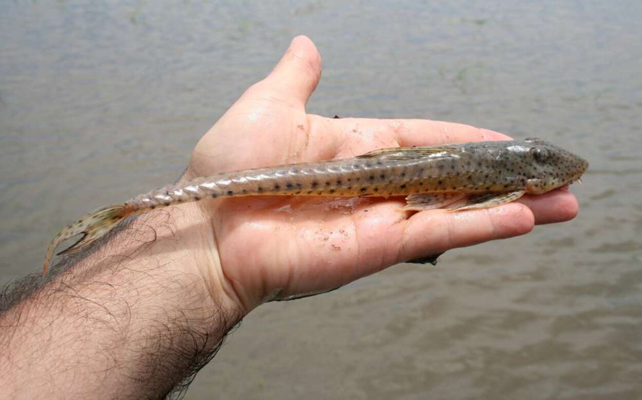 Loricariichthys sp