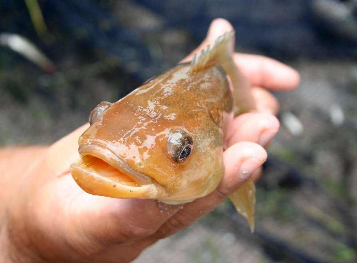 Crenicichla sp "Rio Negro"