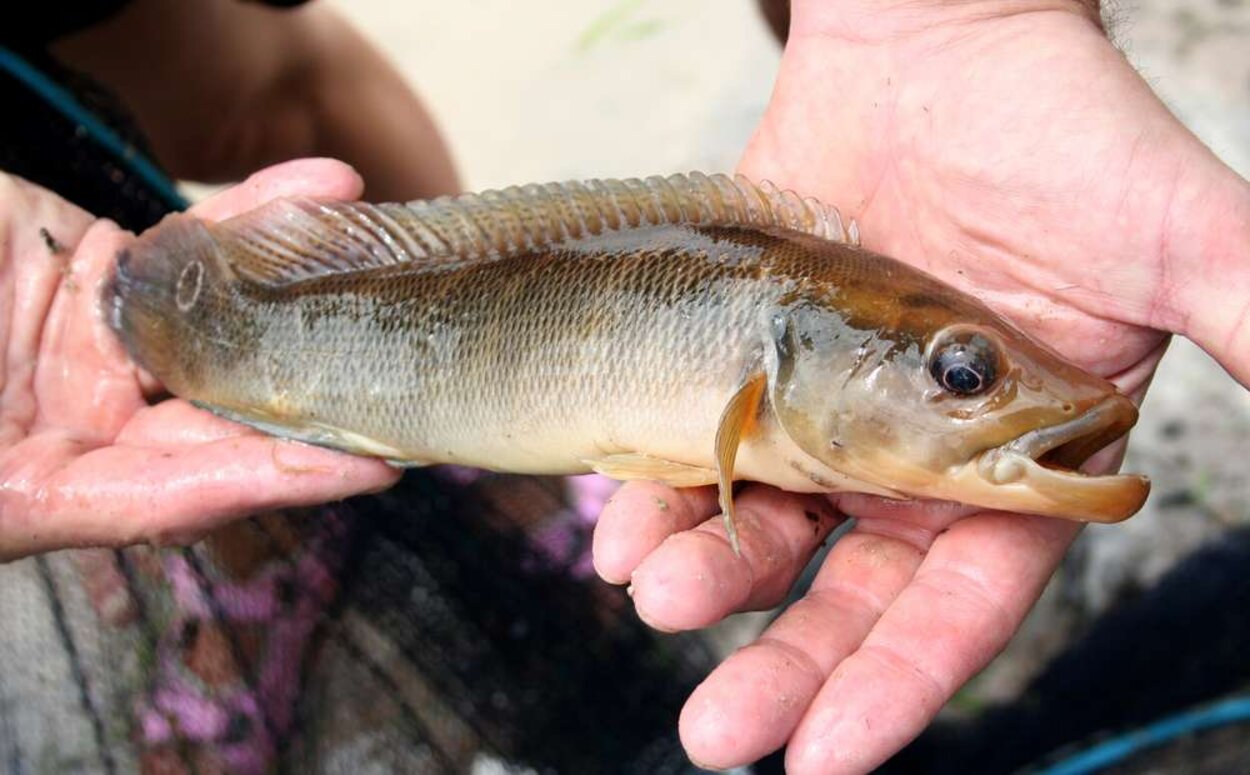 Crenicichla sp "Rio Negro"