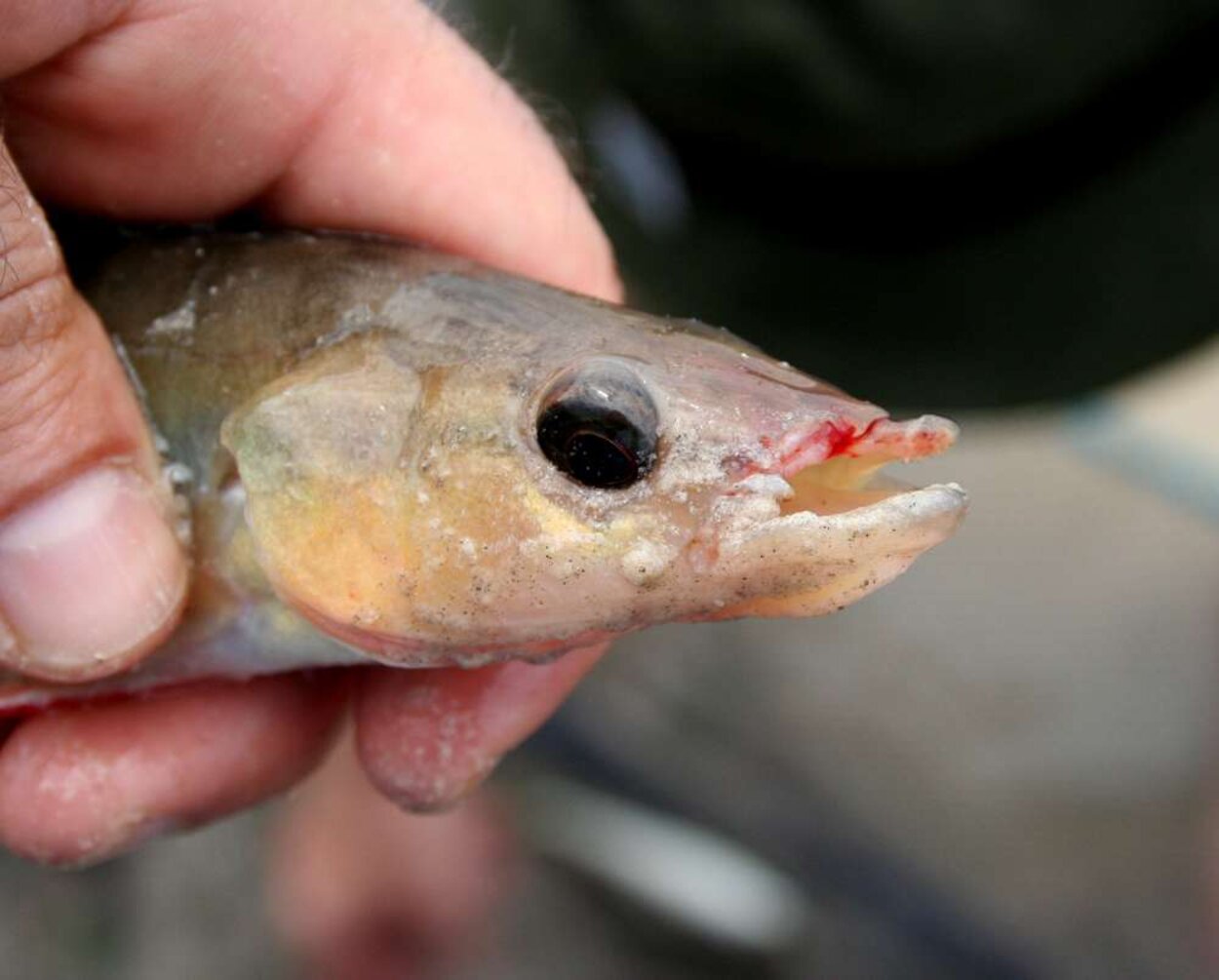 Crenicichla sp "Rio Negro"