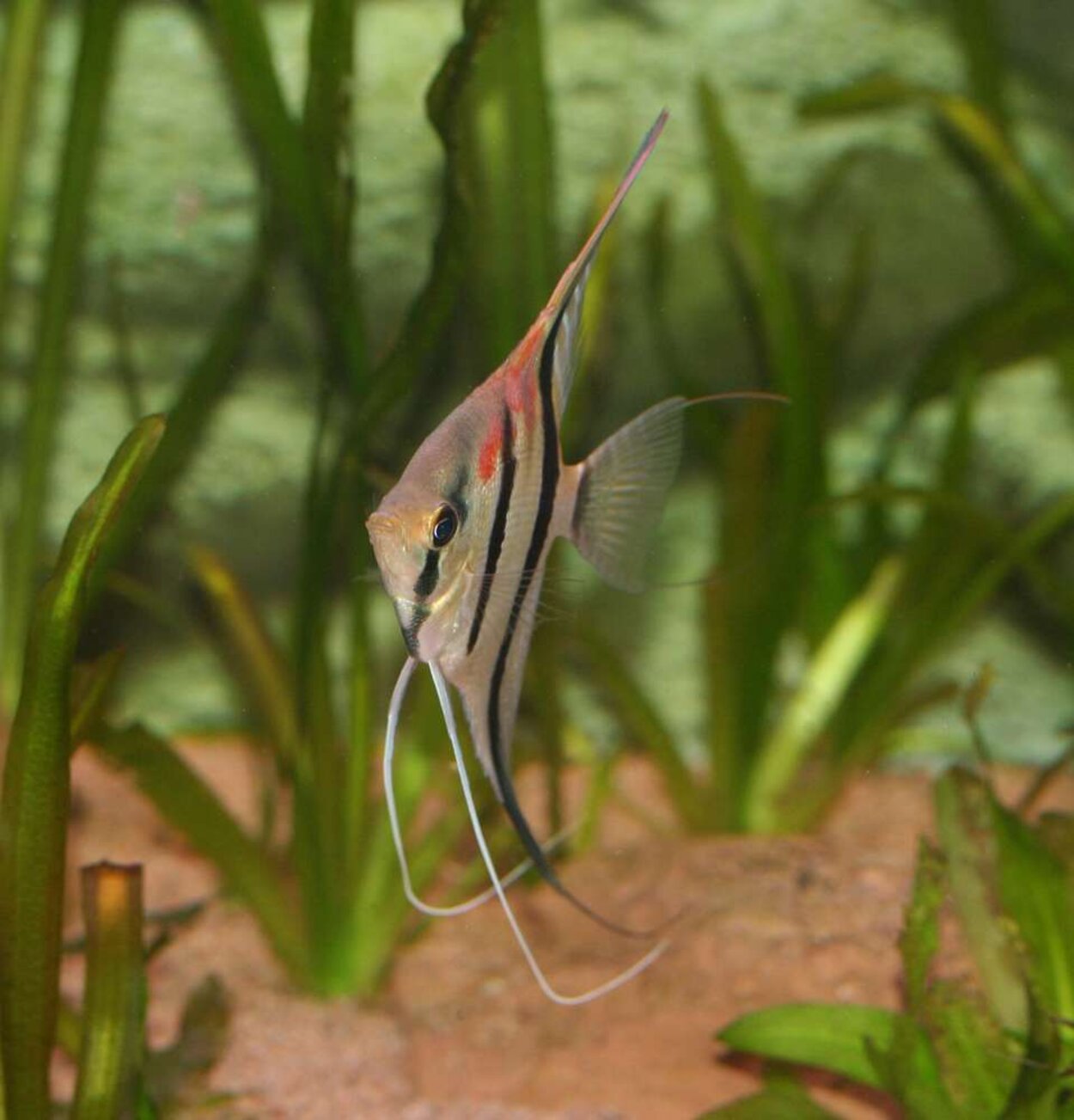 Pterophyllum scalare "redback"