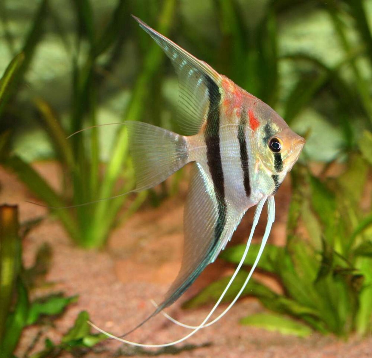 Pterophyllum scalare "redback"