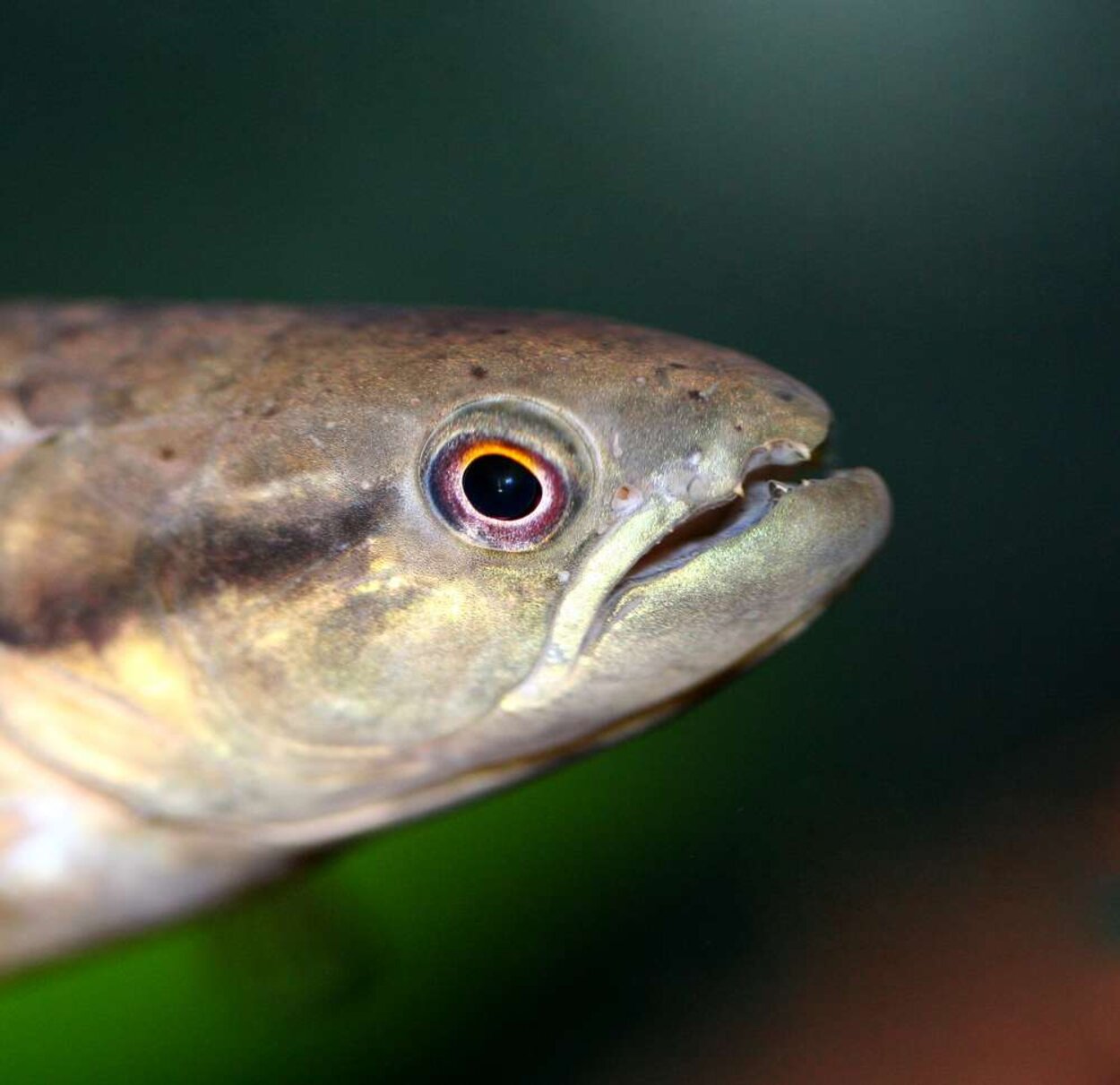 Erythrinus sp "peru" - Vargtetra