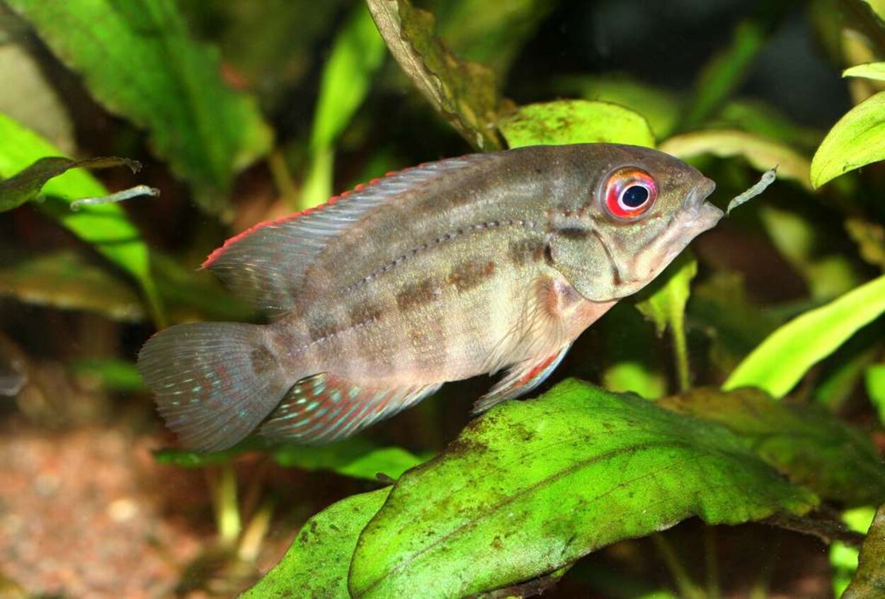 Hoplarchus psittacus , Papegojciklid