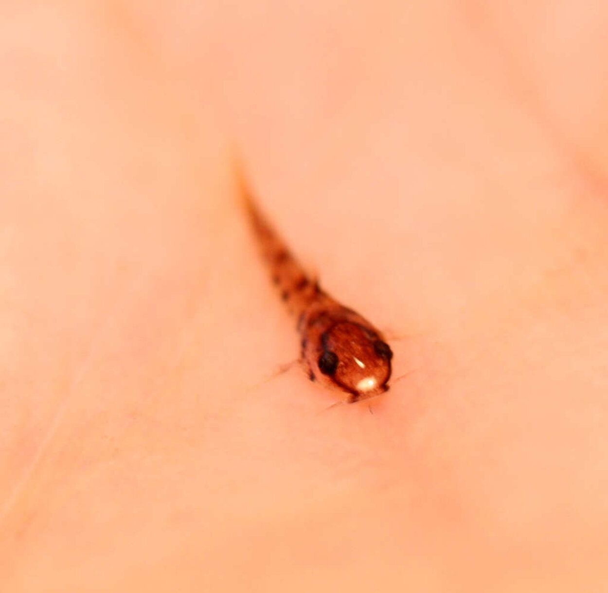 Corydoras sp "Orangestripe"