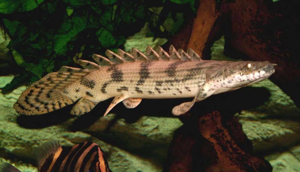 Polypterus endlicheri