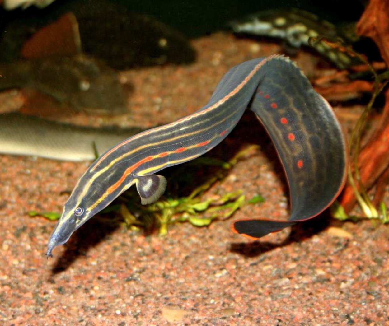 Mastacembelus erythrotaenia ,Eldål