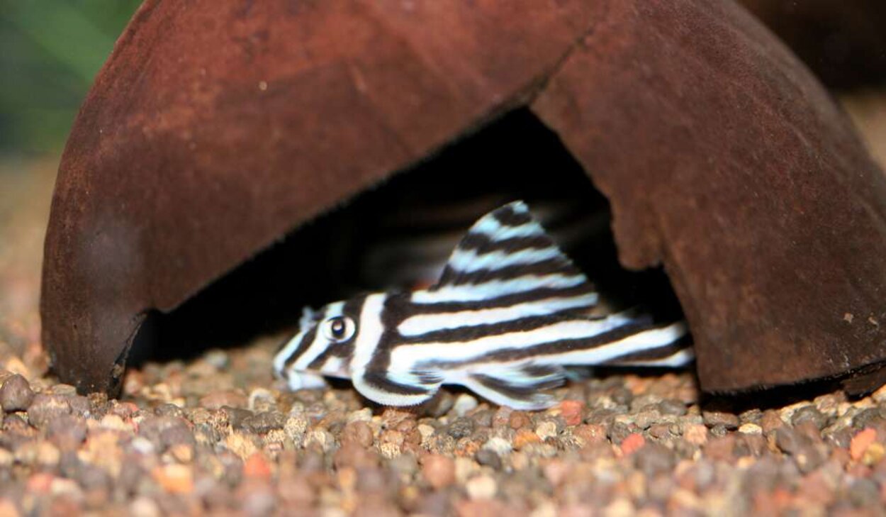 Hypancistrus zebra L46