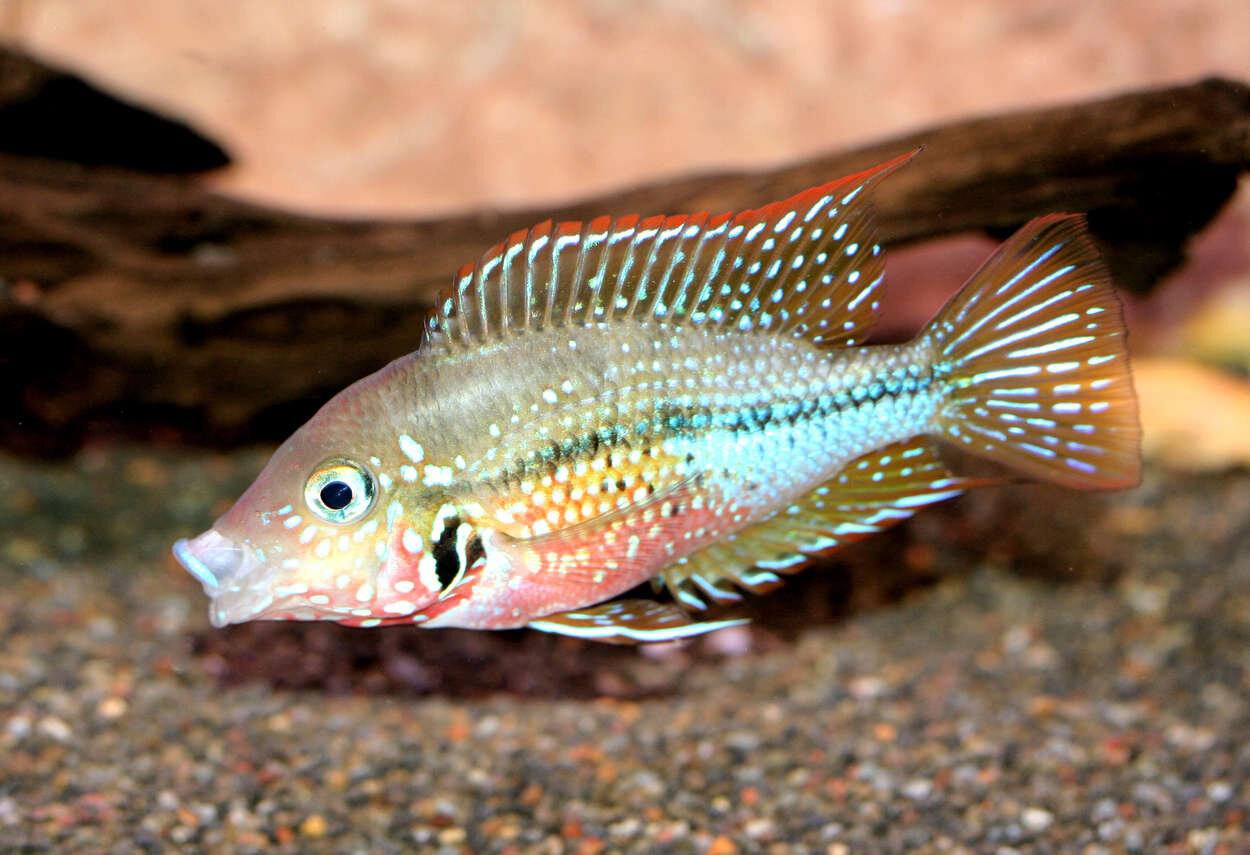 Thorichthys maculipinnis