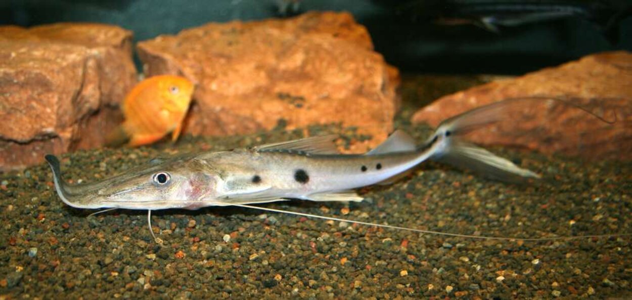 Platystomatichthys sturio