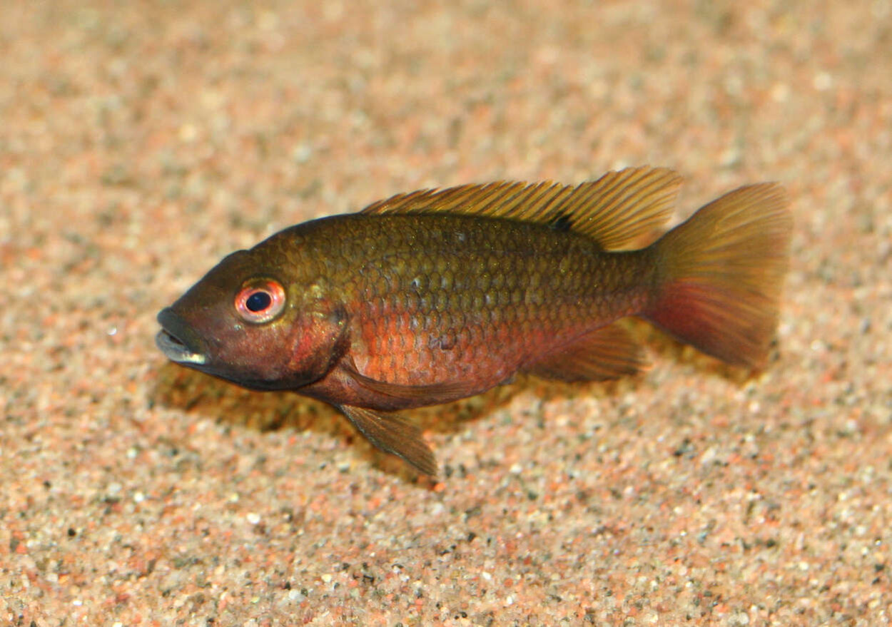 Tilapia snyderae