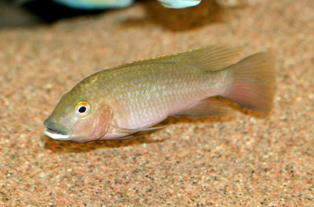 Tilapia snyderae