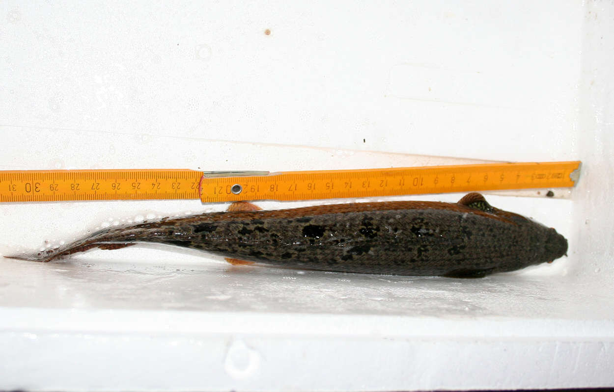 Polypterus delhezi 31cm