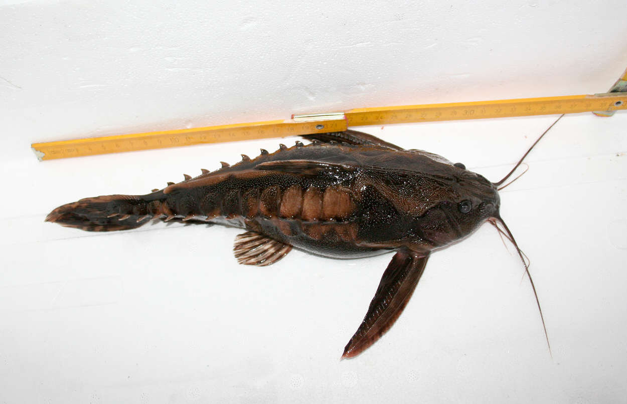 Megalodoras uranoscopus 31cm