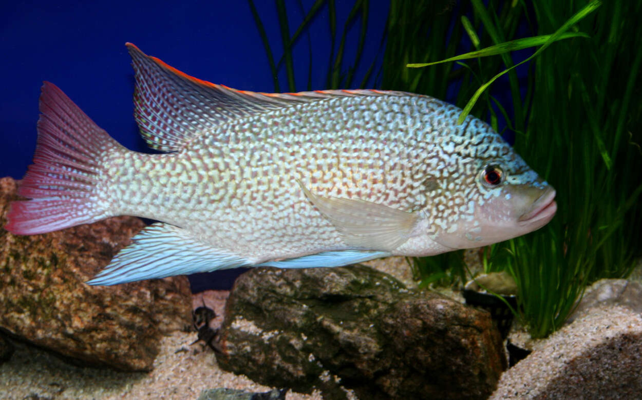 Oreochromis tanganicae