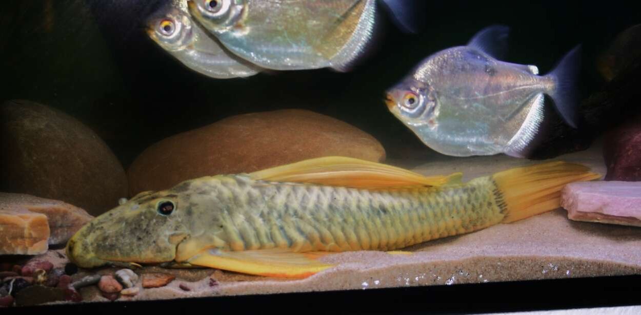 Hypostomus luteus