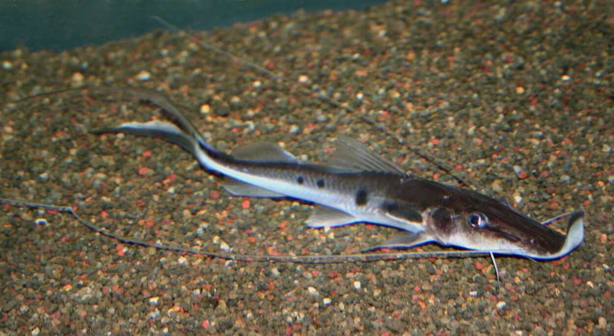 Platystomatichthys sturio