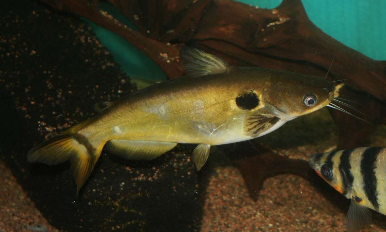 Horabagrus brachysoma