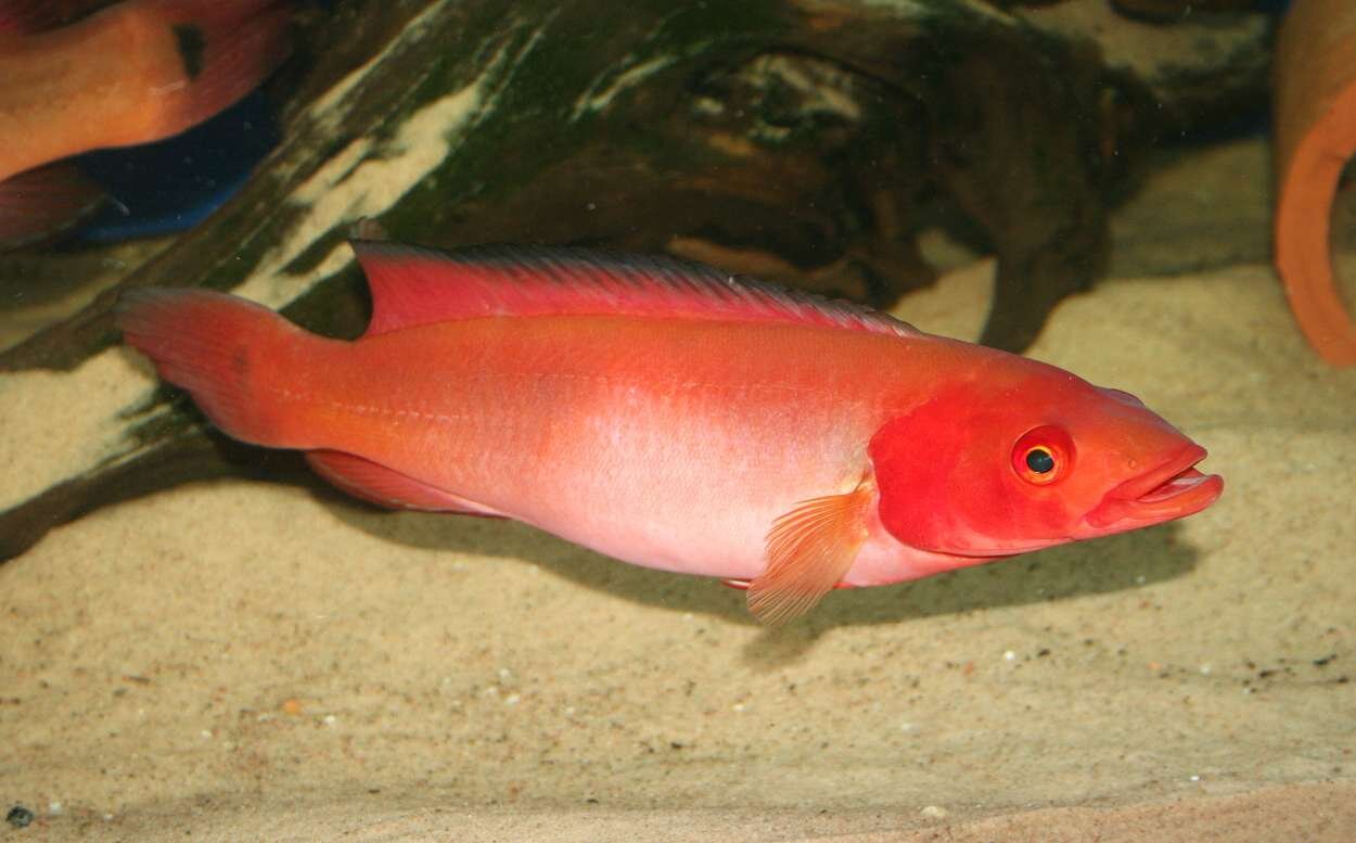 Crenicichlared sp. "Atabapo red"