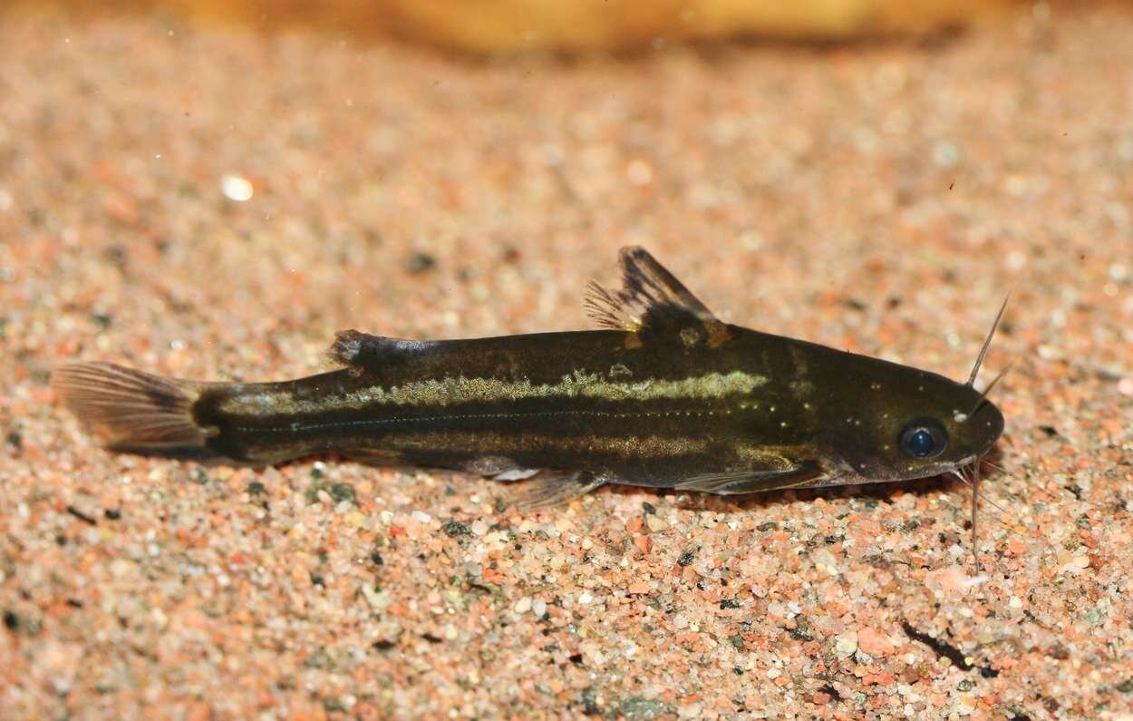 Tachysurus spilotus