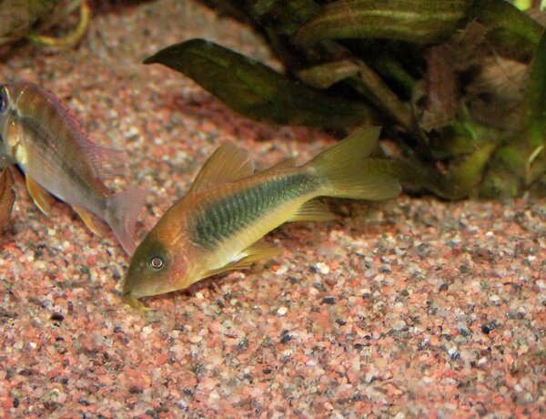 Corydoras melanotaenia