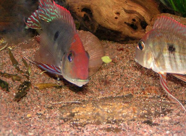 Geophagus sp. "Tapajos Orange Head"