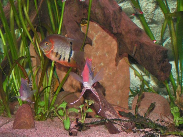 Geophagus sp. "Tapajos Orange Head" och Heros sp"Rotkeil&