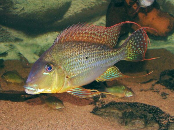 Geophagus altifrons