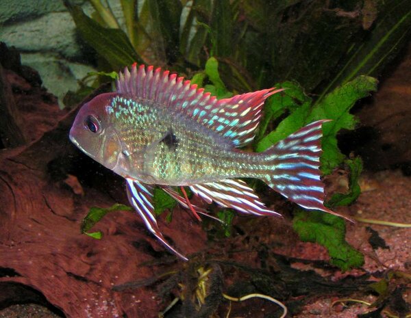 Geophagus sp. "Tapajos Orange Head"