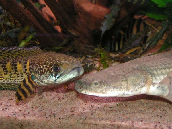 Channa aurantimaculata och Polypterus endlicheri