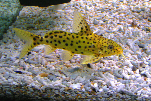 Synodontis sp