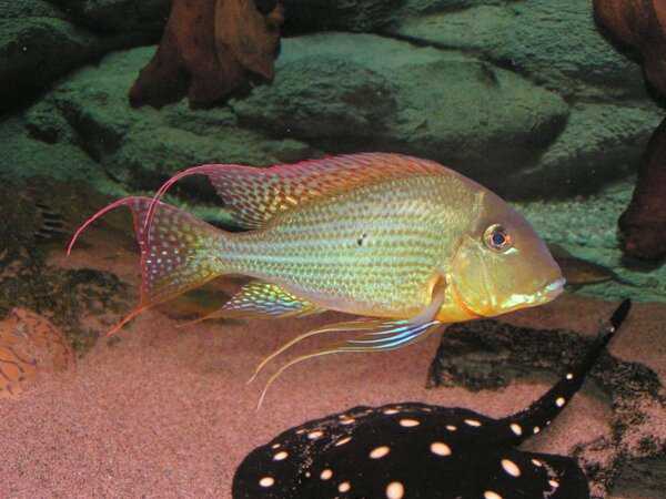Geophagus altifrons "Tapajos"