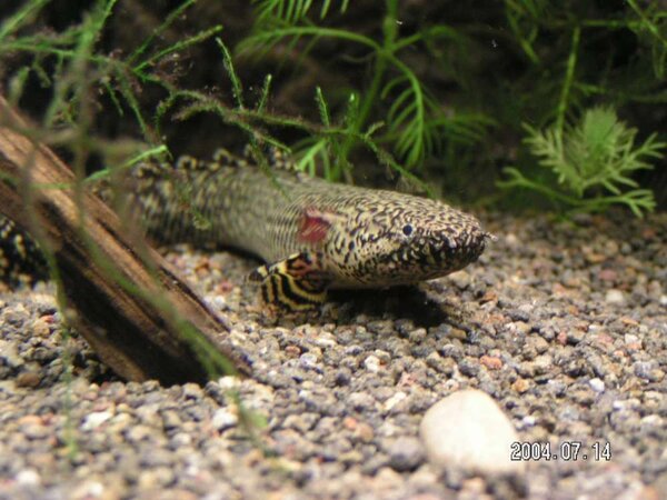 Polypterus ornatipinnis