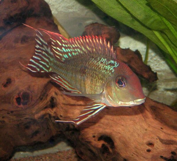 Geophagus sp"Tapajos Orange Head"