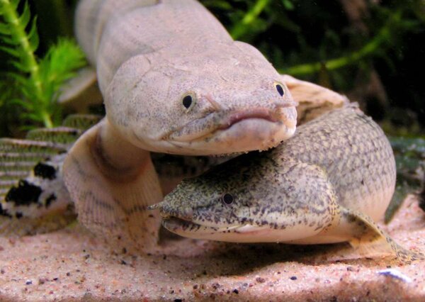 Polypterus endlicheri och Polypterus delhezi