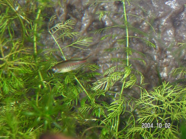 Danio choprae